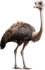 animal